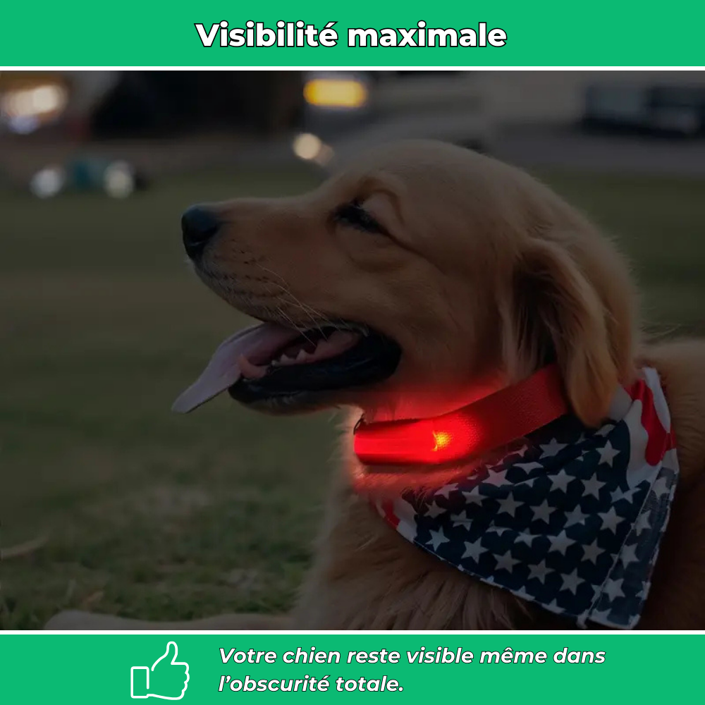 Collier lumineux LED pour chien – Sécurité de nuit et visibilité renforcée