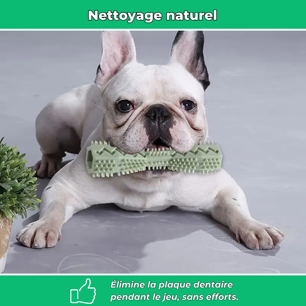 Bâtonnet dentaire en caoutchouc souple pour chiens – Jouet de mastication et nettoyage