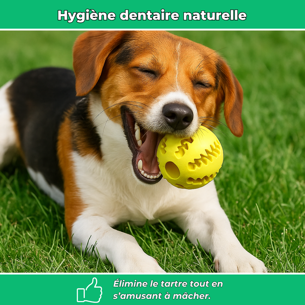 Balle en caoutchouc solide pour chien – Jouet à mâcher et nettoyage dentaire