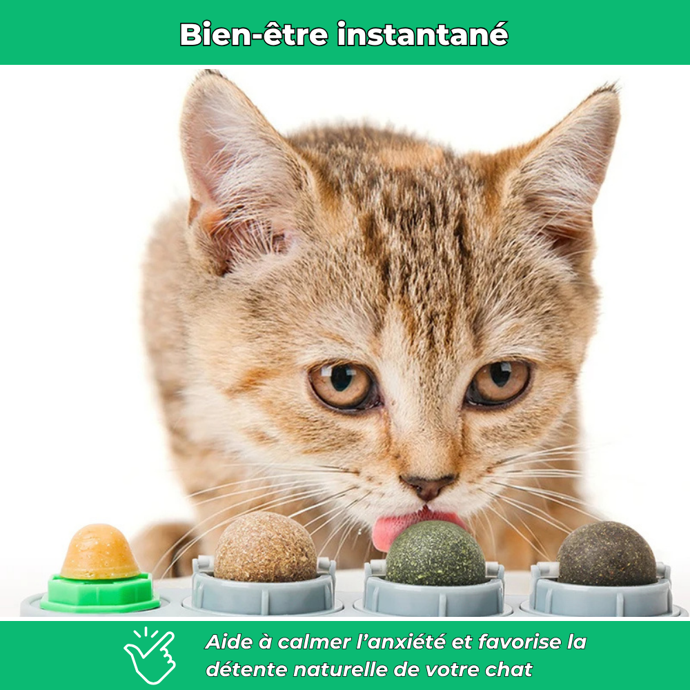 Jouet mural VetiChat à l’herbe à chat naturelle – Stimulation et relaxation