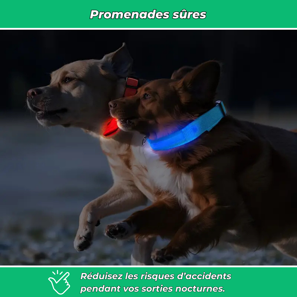 Collier lumineux LED pour chien – Sécurité de nuit et visibilité renforcée
