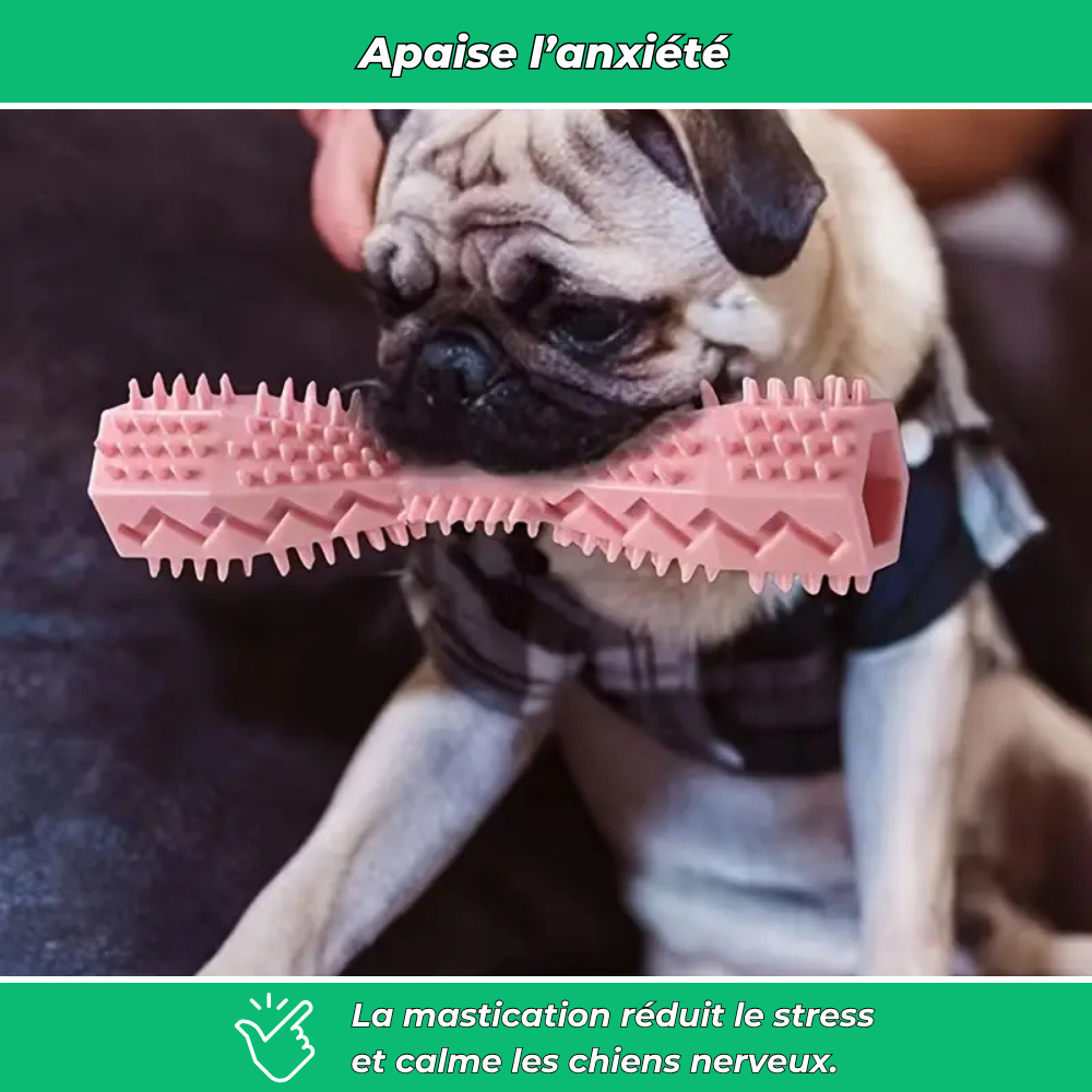 Bâtonnet dentaire en caoutchouc souple pour chiens – Jouet de mastication et nettoyage