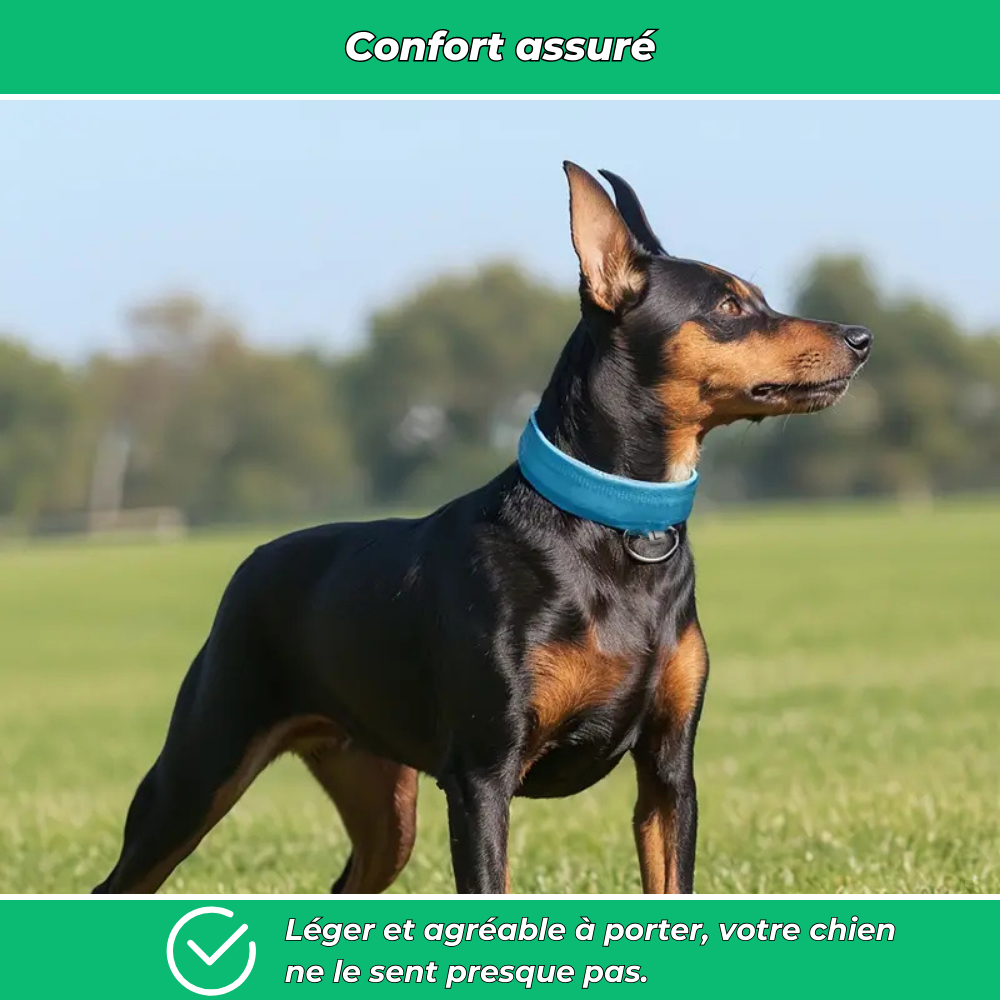 Collier lumineux LED pour chien – Sécurité de nuit et visibilité renforcée